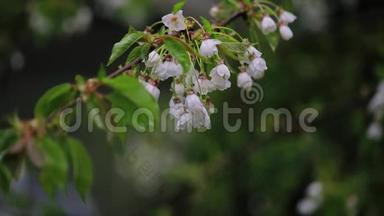 早春的一大束白色樱花雨滴